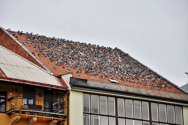 A2B Pest Control are able to install spikes to deter birds from roofs in Runcorn. 