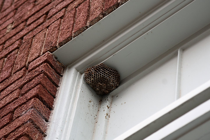 We provide a wasp nest removal service for domestic and commercial properties in Runcorn.